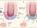 El intestino y su capacidad innata de regenerarse